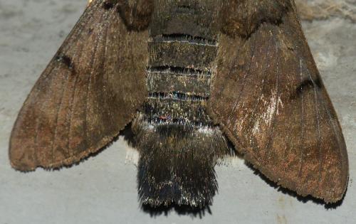 Macroglossum stellatarum